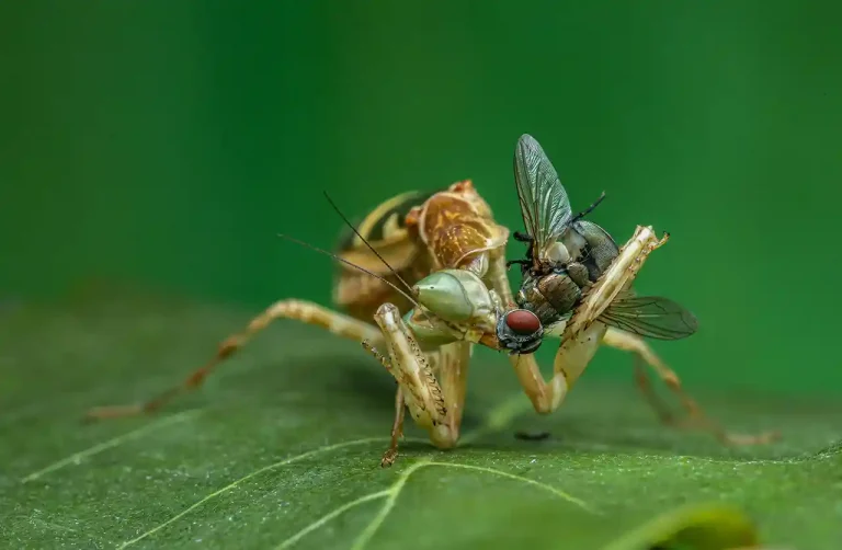 Breakfast - Chee Ming Aiew - Malaysia - PSNS Merit Award - Nature