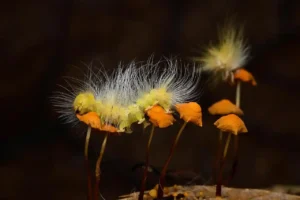 Chill On It - Sung Wee Ho - Malaysia - NATURE - Acceptance