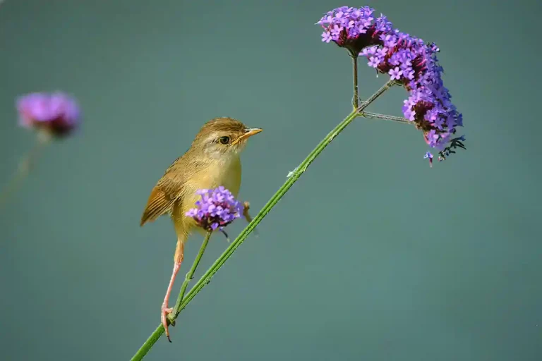 Climb - Dong Zhu - China - PSNS Merit Award - Nature