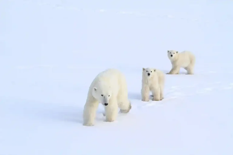 Cubs Following Mom - Norman Johnson - USA - PSNS Merit Award - Nature