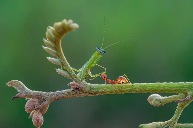 Dead Or Alive - Siew Thong Chu - Malaysia - Local Best Award - Nature