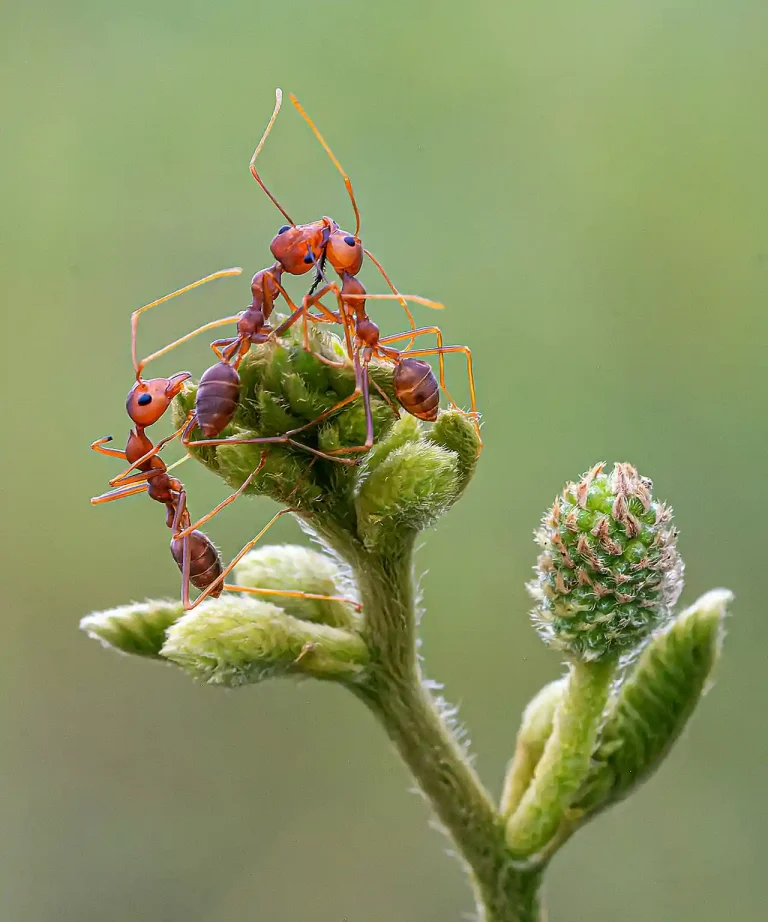 Fight For Food - Siew Thong Chu - Malaysia - PSNS Gold Medal - Nature