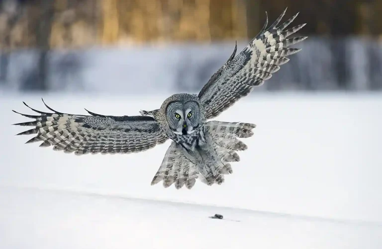 Great Grey Owl Lands At Dusk - Bob Devine - England - PSA HM Ribbon - Nature