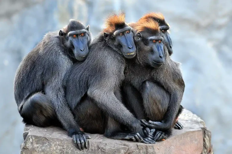 Groep Kuifmakaken 4 - Daniel Lybaert - Netherlands - PSA HM Ribbon - Nature
