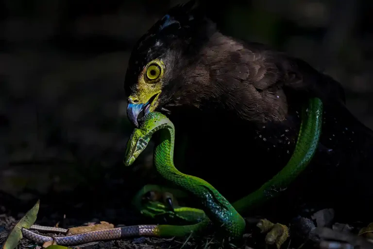 Hunting - Sung Wee Ho - Malaysia - GPU HM Ribbon - Nature