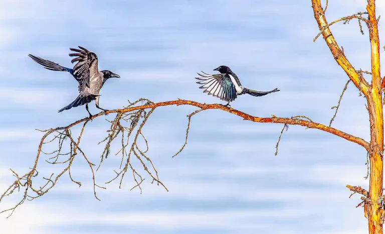 I Show My - Jarmo Mantykangas - Finland - PSNS Merit Award - Nature