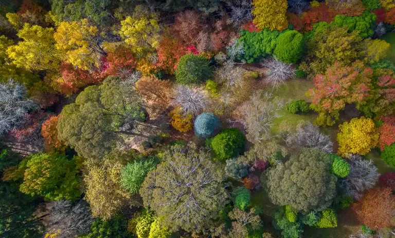 Its Autumn At Mt Wilson - Choo Beng Chew - Australia - PSNS Merit Award - Color Open