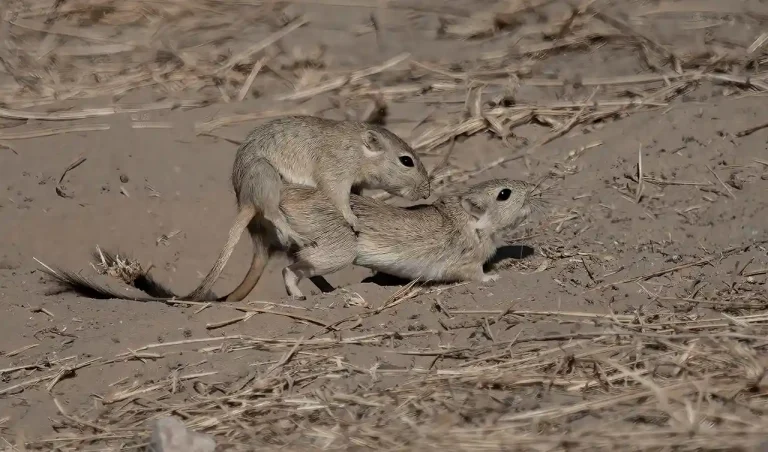 Jird Mating - Sharatchandra H C - India - GPU Bronze Medal - Nature
