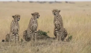 Kenya Cheetahs 03 - Lee Eng Tan - Singapore - NATURE - Acceptance