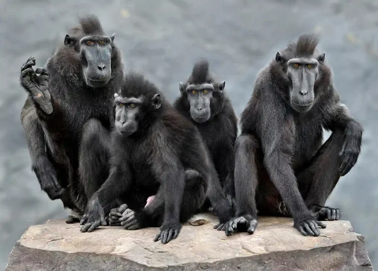 Kuifmakakenfamilie - Daniel Lybaert - Netherlands - PSA Bronze Medal - Color Open