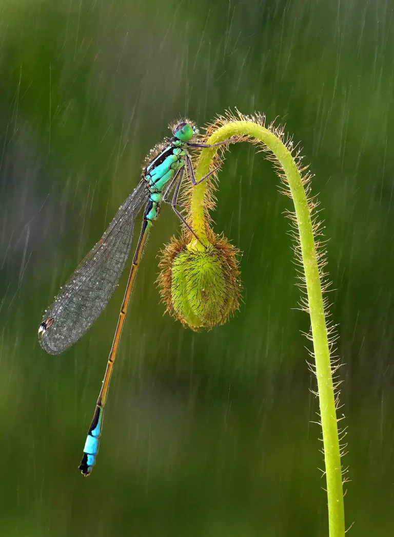 Lantaarntje In De Regen - Daniel Lybaert - Netherlands - GPU HM Ribbon - Nature