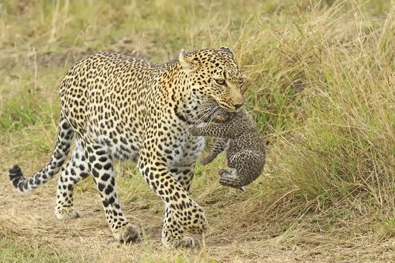 Leopard Carries Cub - Bob Devine - England - PSNS Merit Award - Nature