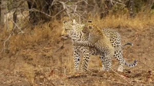 Leopard Cub Pounces On Mom - Lillian Roberts - USA - COLOR OPEN - Acceptance