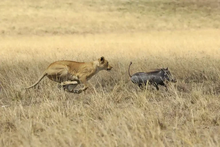 Lion Chases Warthog - Bob Devine - England - PSNS Merit Award - Nature