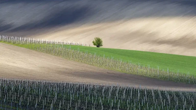 Lonely Tree - Tomi Krizaj - Slovenia - PSNS Merit Award - Color Open