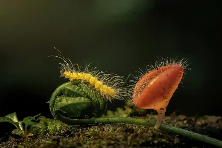 Morning Walk - Chee Ming Aiew - Malaysia - GPU HM Ribbon - Nature