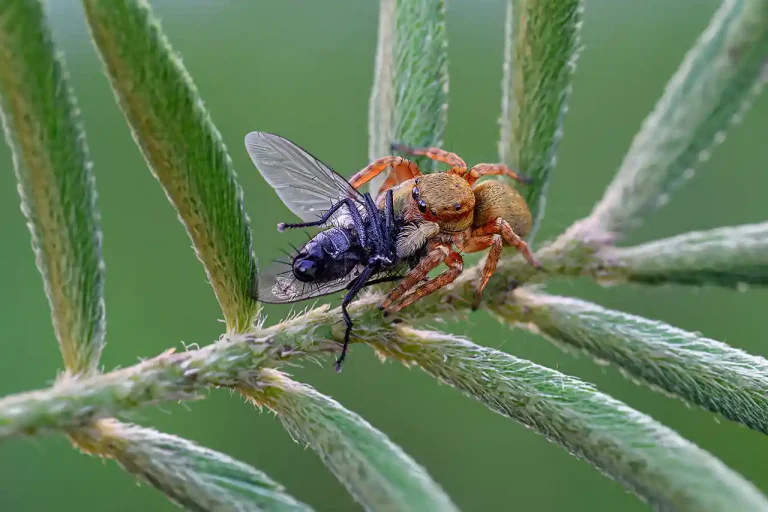 My Lucky Day - Siew Thong Chu - Malaysia - PSA Bronze Medal - Nature