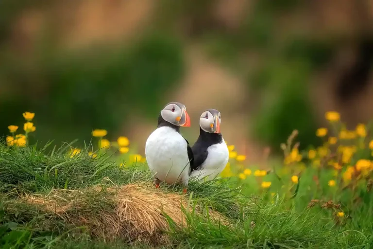 Puffins In Love - Lyubomir Momchilov - Bulgaria - PSA Gold Medal - Color Open