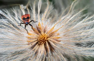 Pyrrhocoris Apterus231 - Urs Albrecht - Switzerland - NATURE - Acceptance