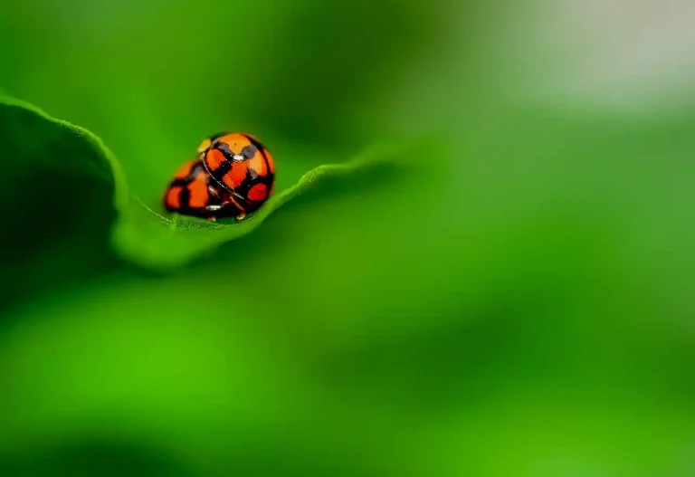 Randy Ladybirds - Navajothieswran N. Anantharajah - Malaysia - PSNS Merit Award - Nature