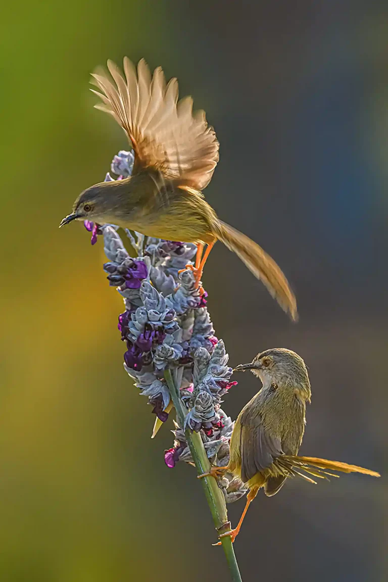 Seek Nectar - Jianping Liu - China - PSNS Bronze Medal - Nature