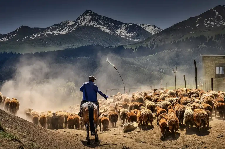 Song Of Herding Sheep 3 - Jianping Liu - China - PSA HM Ribbon - Color Open