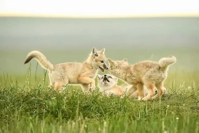 Three Brothers - Dong Zhu - China - GPU HM Ribbon - Nature