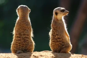 Two Meerkats - Gottfried Catania - Malta - NATURE - Acceptance