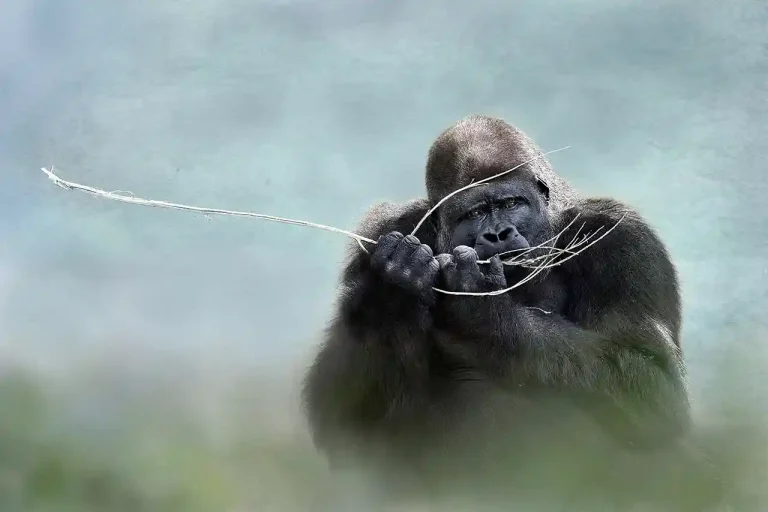 Verveling - Daniel Lybaert - Netherlands - GPU HM Ribbon - Color Open