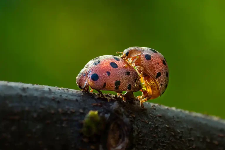 You Are Mine - Siew Thong Chu - Malaysia - GPU Silver Medal - Nature